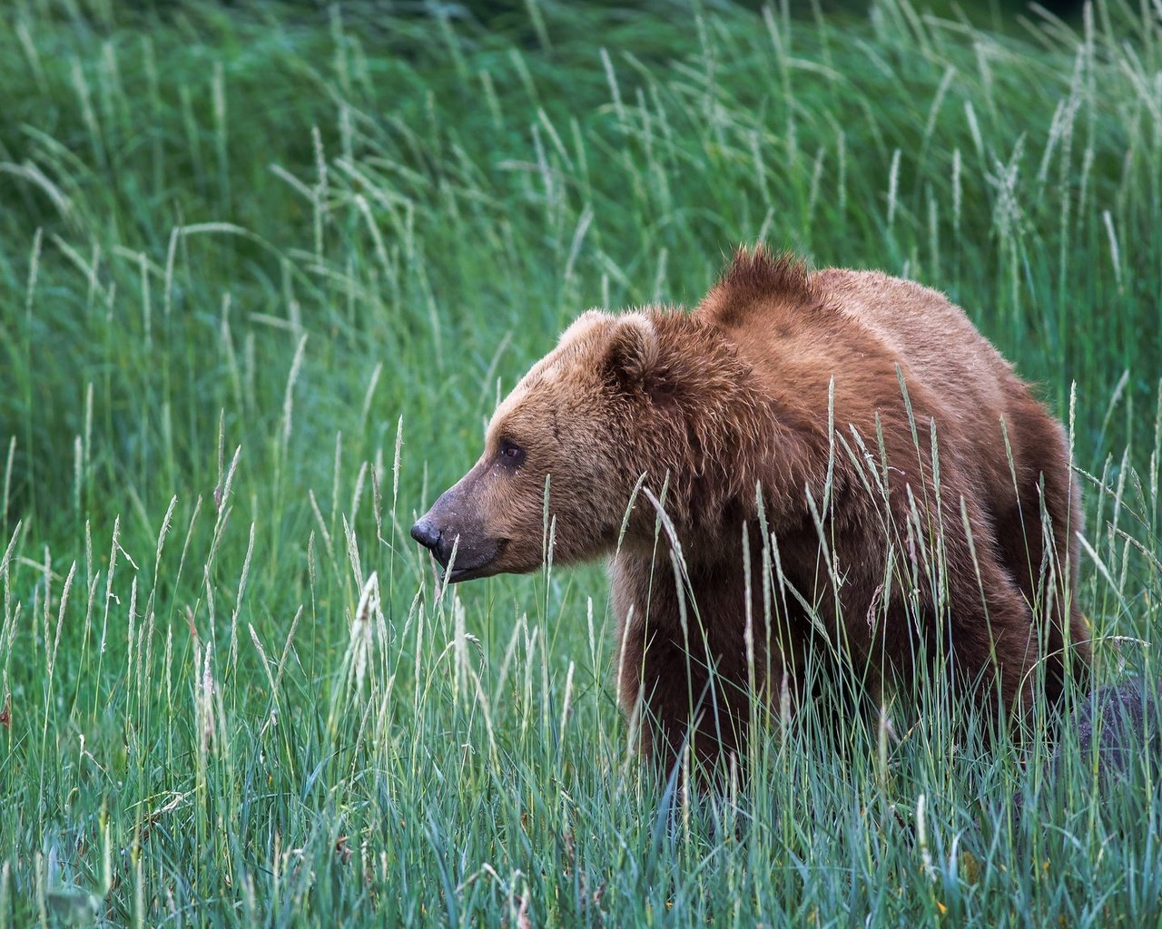 Обои трава, природа, медведь, сша, аляска, бурый медведь, grass, nature, bear, usa, alaska, brown bear разрешение 2048x1152 Загрузить