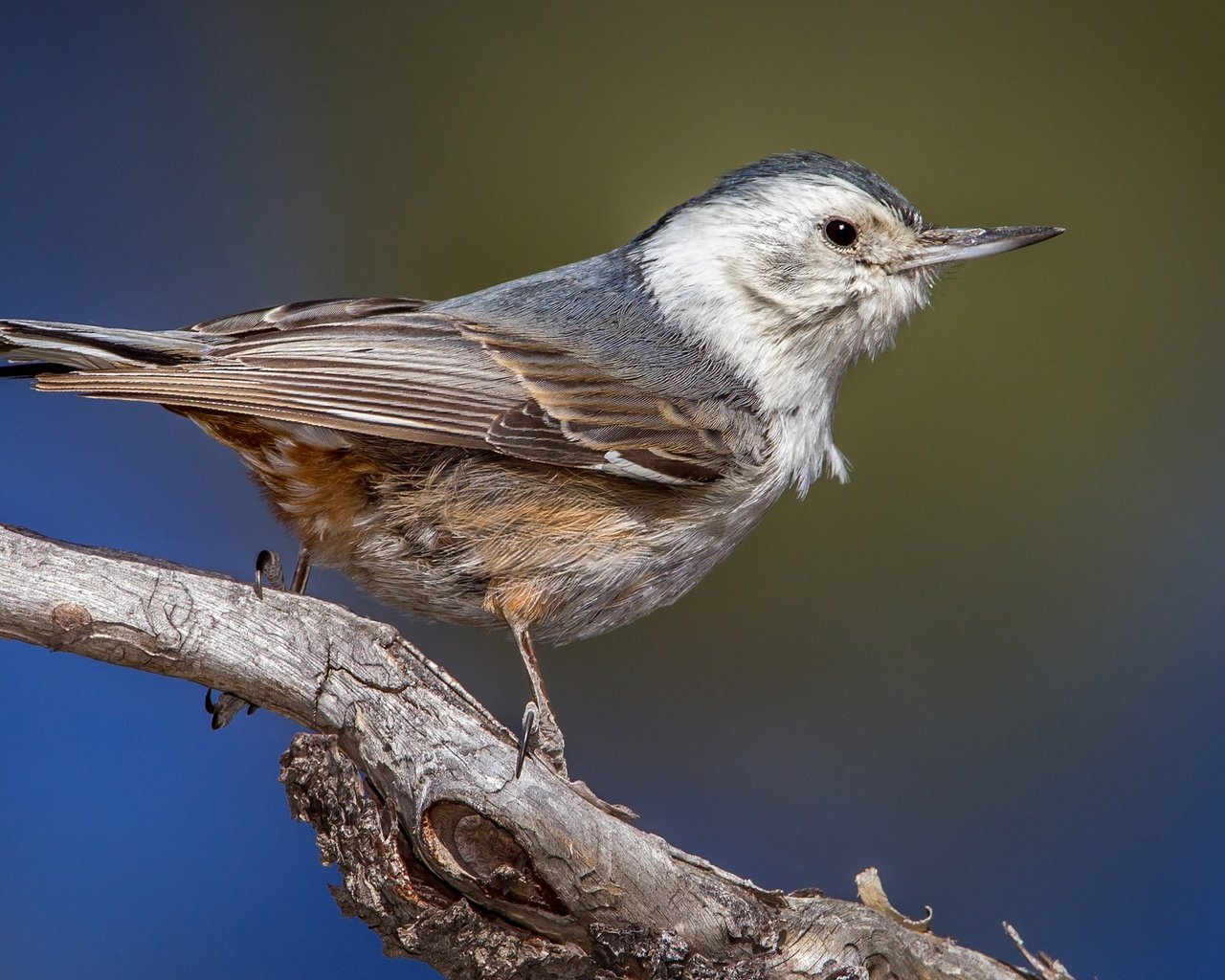 Обои ветка, птица, клюв, поползень, каролинский поползень, branch, bird, beak, nuthatch, the carolina nuthatch разрешение 2048x1295 Загрузить