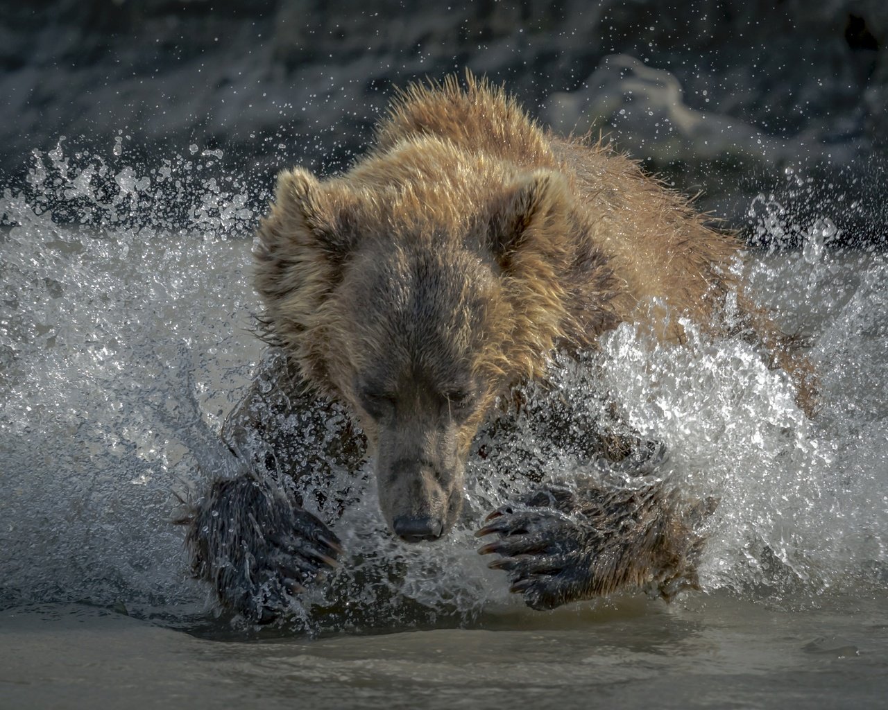 Обои морда, вода, лапы, медведь, брызги, face, water, paws, bear, squirt разрешение 2500x1667 Загрузить