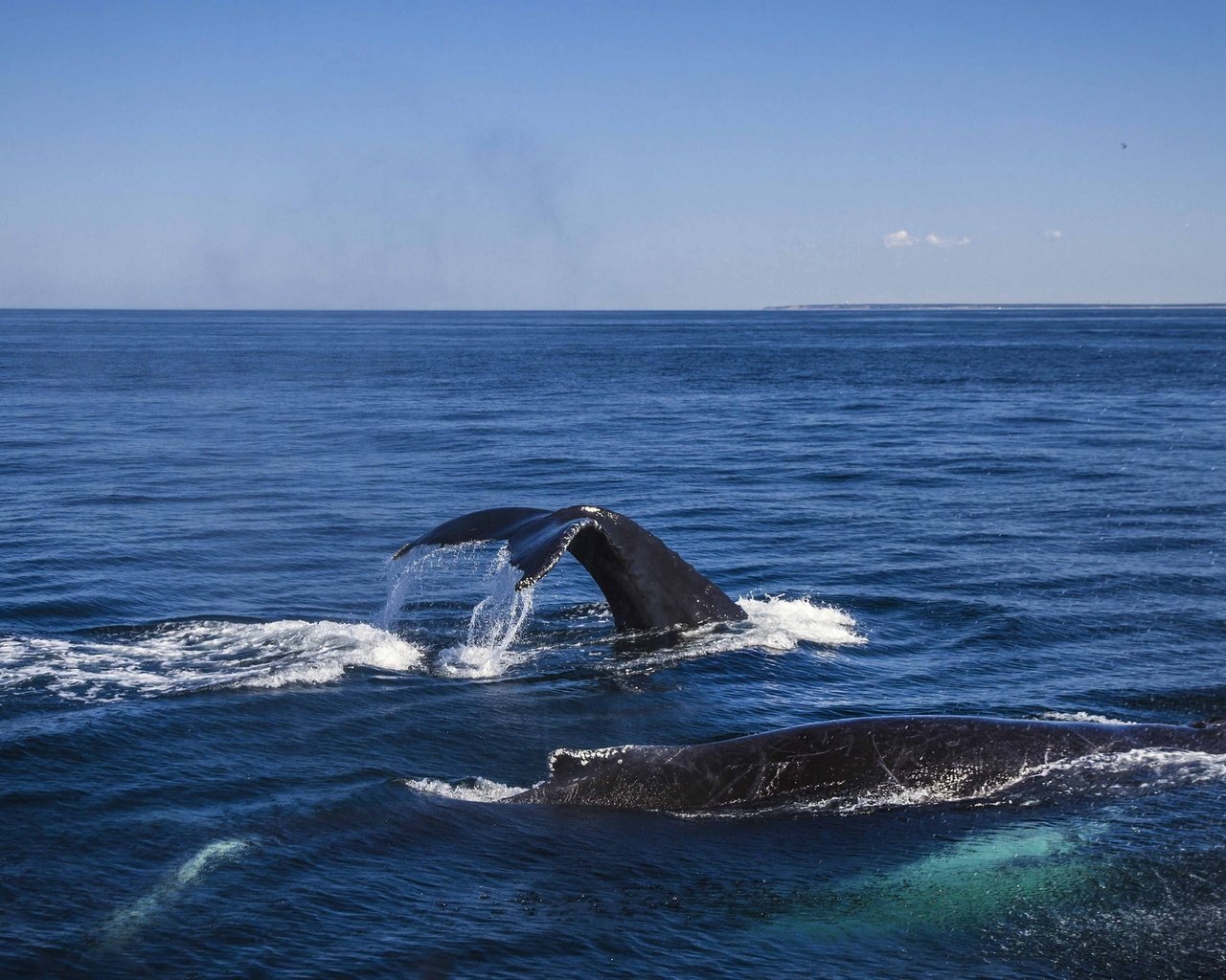 Обои вода, океан, киты, кашалот, water, the ocean, whales, sperm whale разрешение 2048x1340 Загрузить