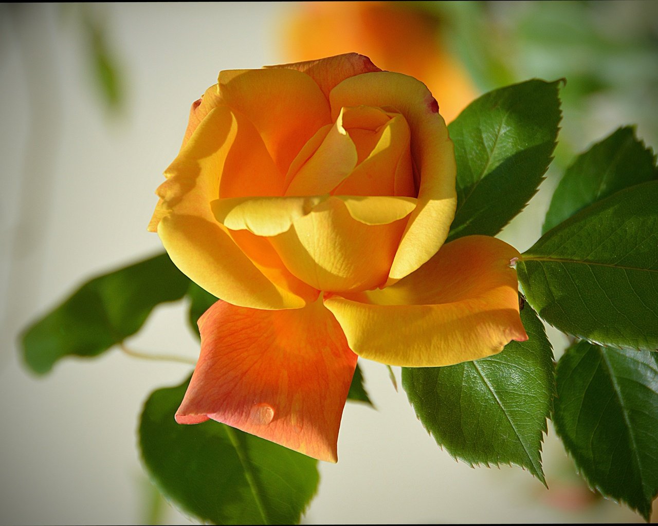 Обои листья, цветок, роза, лепестки, желтая роза, leaves, flower, rose, petals, yellow rose разрешение 4008x3117 Загрузить