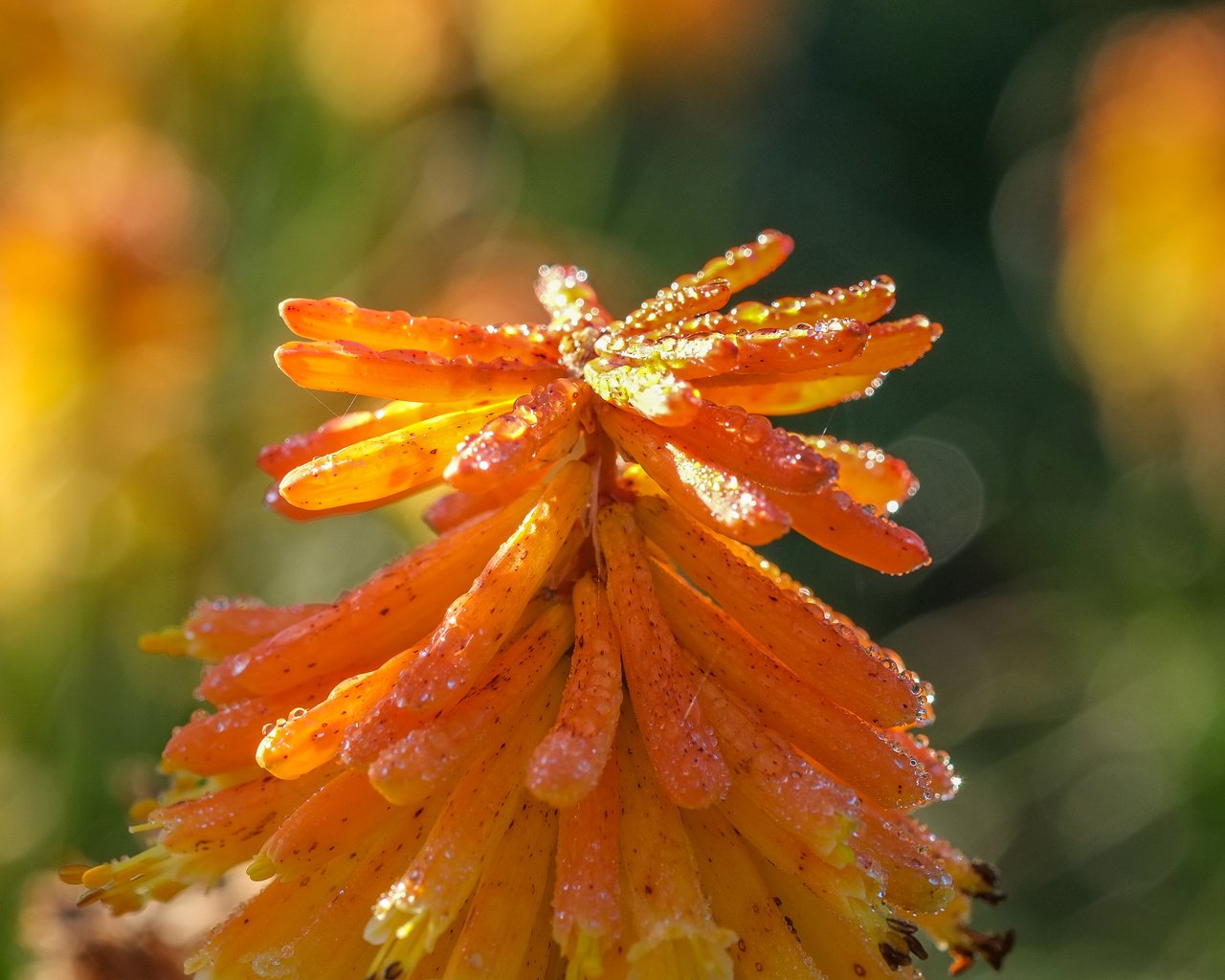 Обои природа, фон, цветок, книфофия, nature, background, flower, kniphofia разрешение 4896x2760 Загрузить