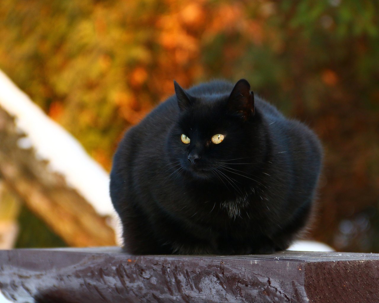 Обои кот, мордочка, усы, кошка, взгляд, черный, cat, muzzle, mustache, look, black разрешение 2880x1800 Загрузить