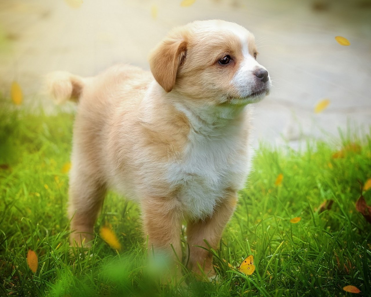 Обои трава, листья, мордочка, взгляд, собака, щенок, grass, leaves, muzzle, look, dog, puppy разрешение 1920x1200 Загрузить