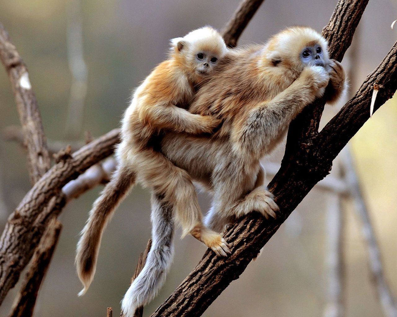 Обои приматы, обезьянки, обезьяны, гиббон, primates, monkeys, monkey, gibbon разрешение 1920x1200 Загрузить