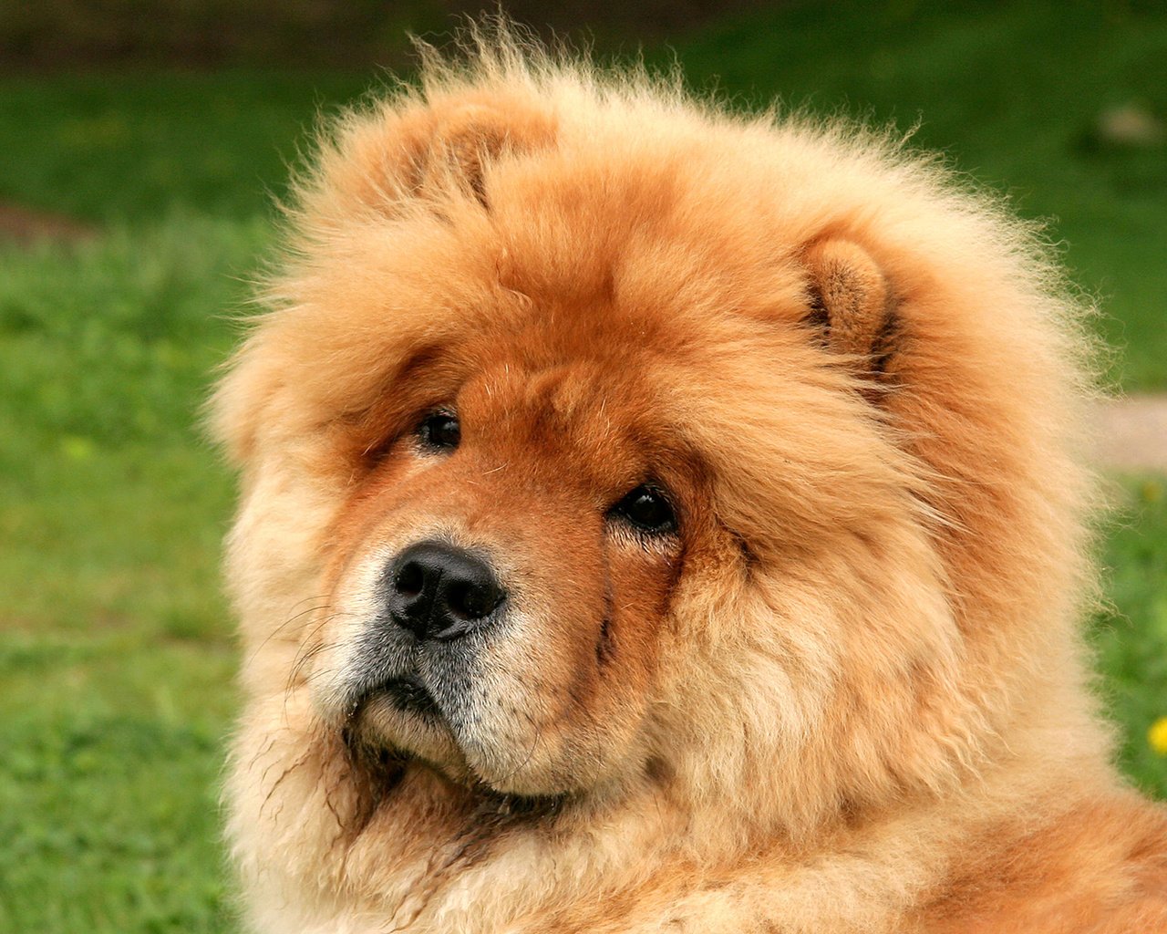 Китайская Собака Медвежонок