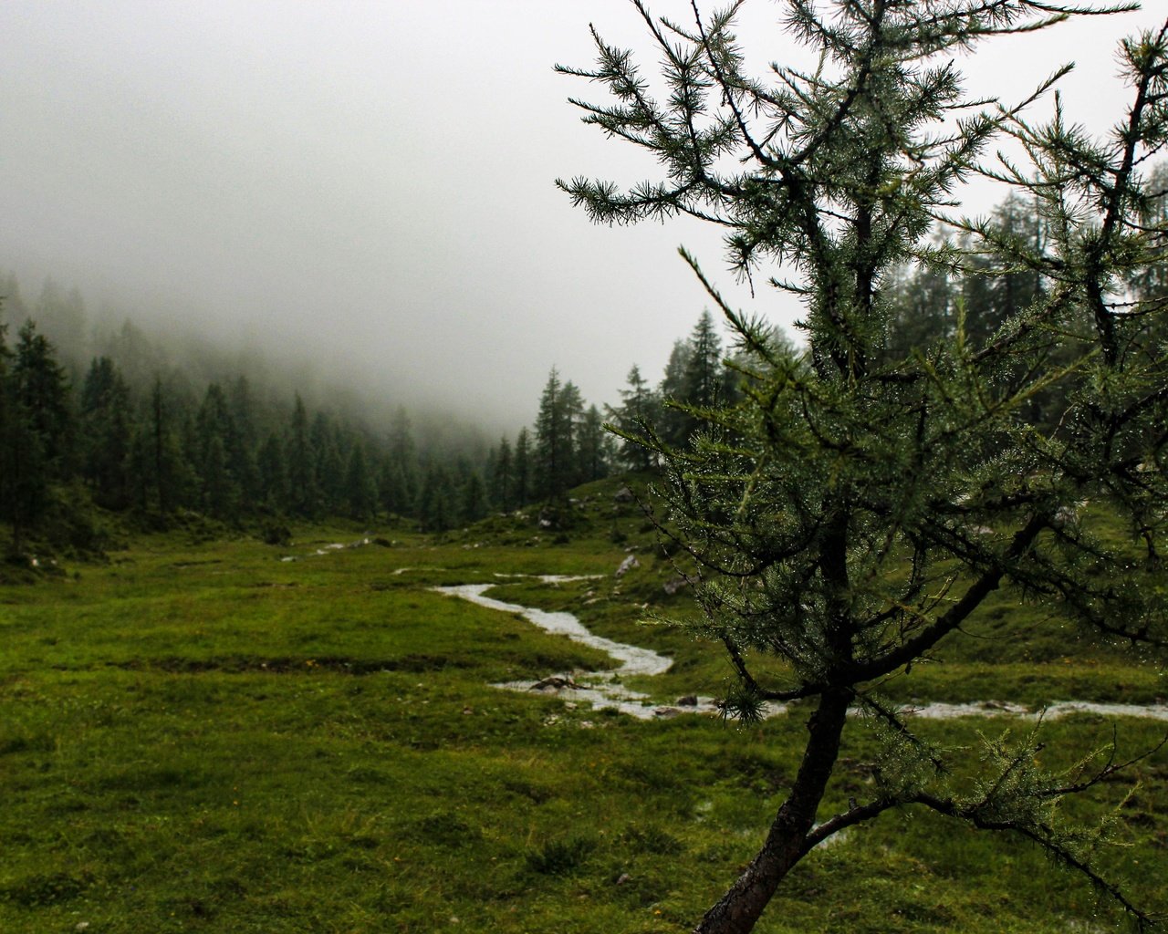 Обои деревья, река, природа, дерево, лес, пейзаж, туман, гора, trees, river, nature, tree, forest, landscape, fog, mountain разрешение 5184x3456 Загрузить