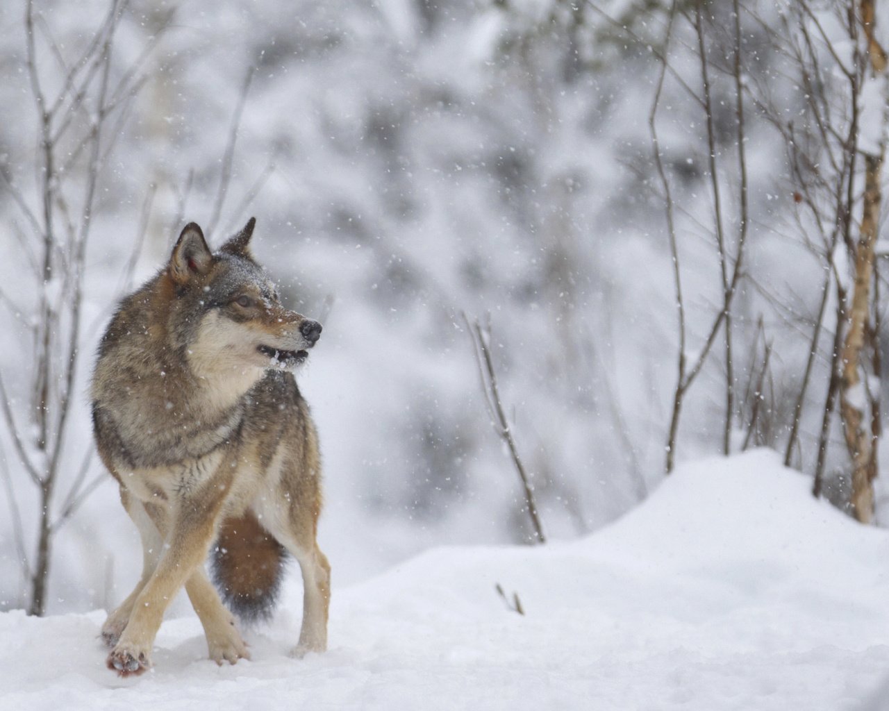 Обои зима, хищник, волк, winter, predator, wolf разрешение 2880x1800 Загрузить
