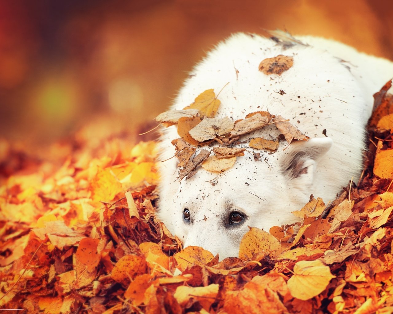 Обои глаза, листья, взгляд, осень, собака, белая швейцарская овчарка, eyes, leaves, look, autumn, dog, the white swiss shepherd dog разрешение 1920x1200 Загрузить