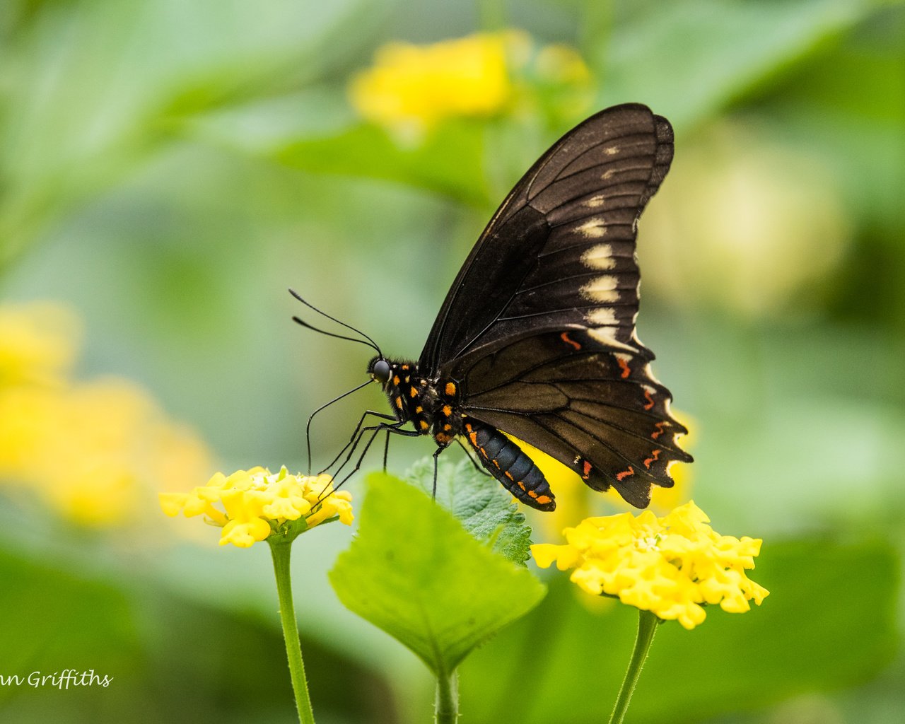 Обои цветы, листья, насекомое, бабочка, крылья, размытость, lynn griffiths, flowers, leaves, insect, butterfly, wings, blur разрешение 5036x3362 Загрузить