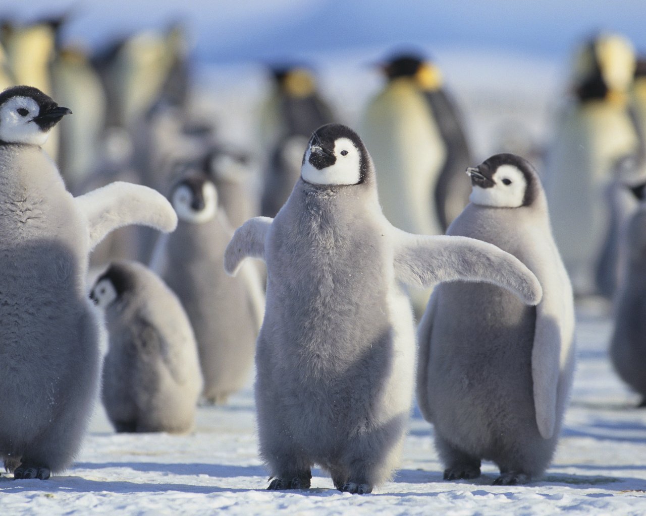 Обои птицы, пингвины, птенцы, арктика, birds, penguins, chicks, arctic разрешение 3840x2400 Загрузить