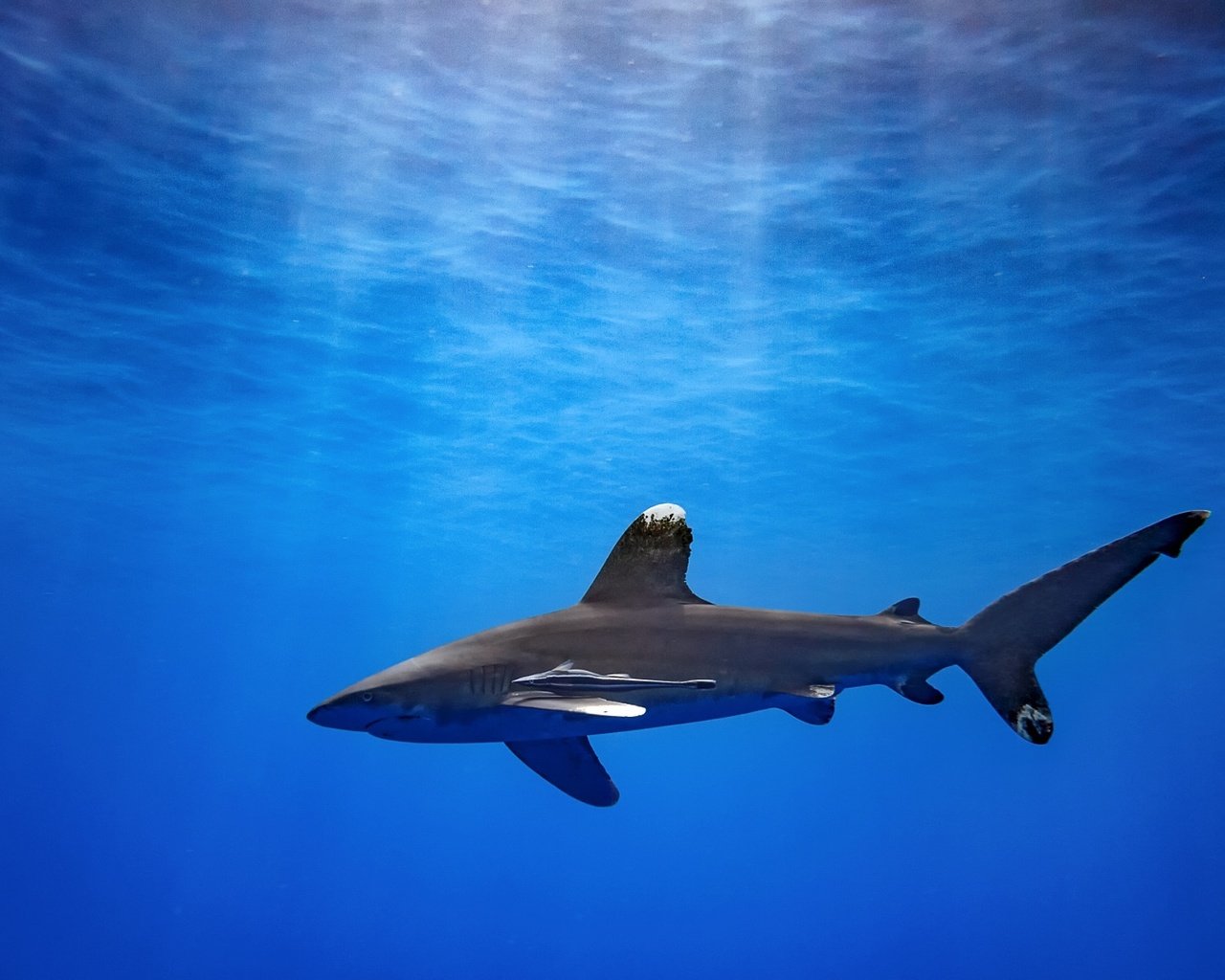 Ocean shark. Акула в океане. Подводный мир акулы. Акула в океане обои. Акула в океане одна обои.