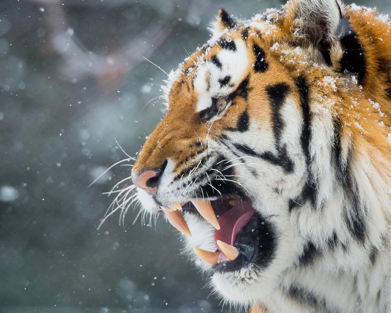 Обои тигр, морда, снег, зима, хищник, оскал, tiger, face, snow, winter, predator, grin разрешение 1920x1200 Загрузить