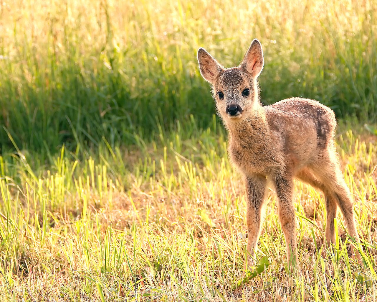 Обои трава, олень, мордочка, взгляд, детеныш, олененок, grass, deer, muzzle, look, cub, fawn разрешение 3840x2400 Загрузить