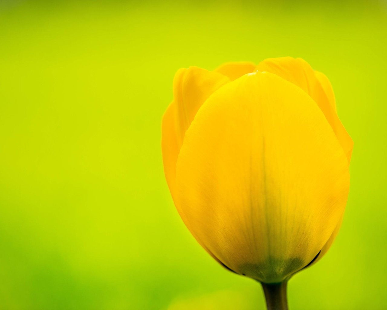 Обои желтый, цветок, бутон, тюльпан, flemming ege, yellow, flower, bud, tulip разрешение 1920x1200 Загрузить