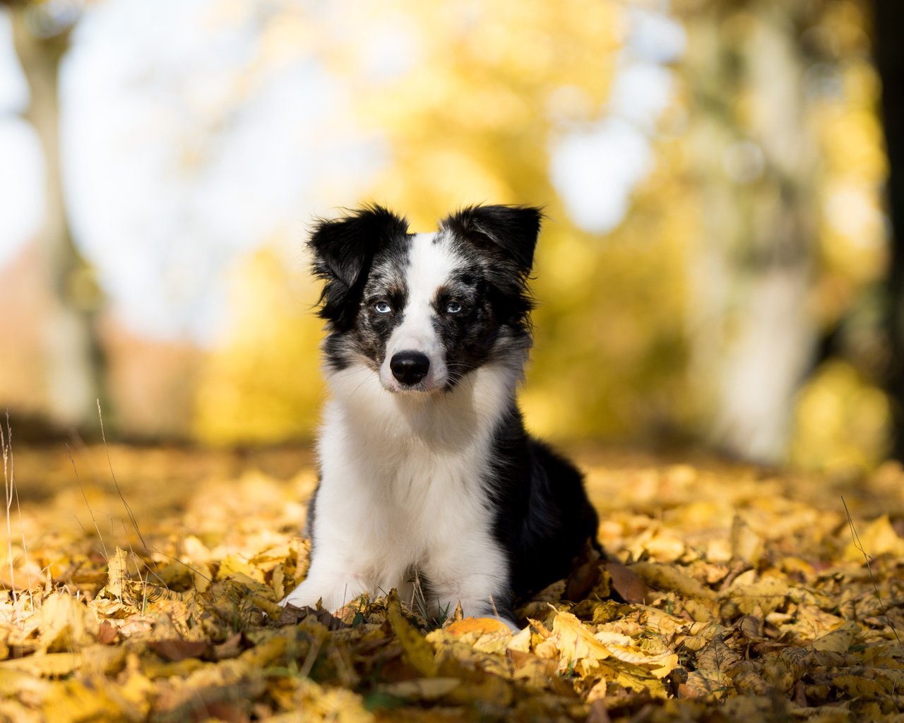 Обои листья, мордочка, взгляд, осень, австралийская овчарка, leaves, muzzle, look, autumn, australian shepherd разрешение 1920x1200 Загрузить