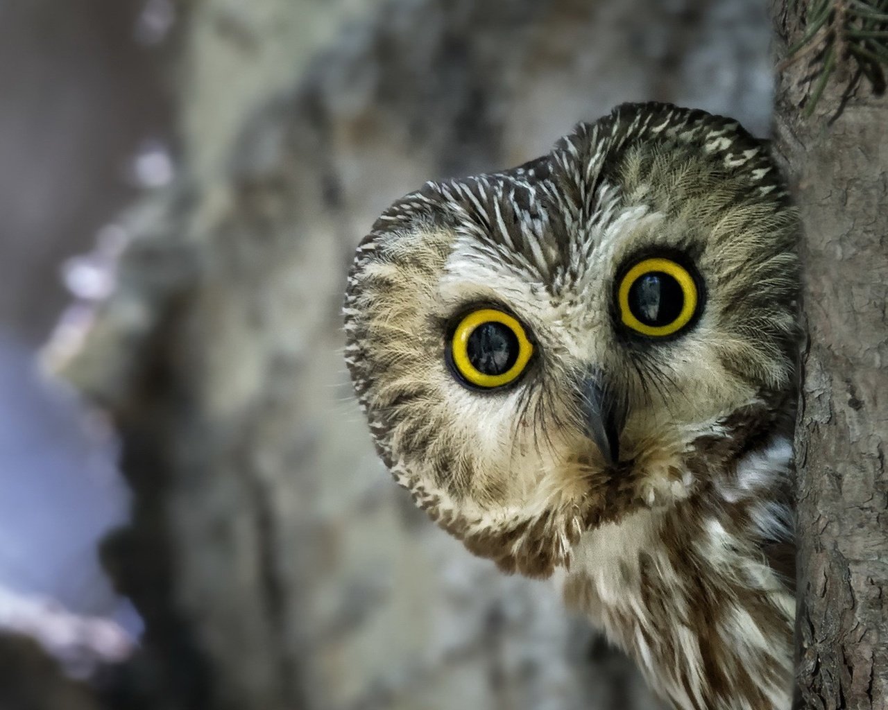 Обои глаза, сова, взгляд, птица, клюв, перья, eyes, owl, look, bird, beak, feathers разрешение 1920x1200 Загрузить