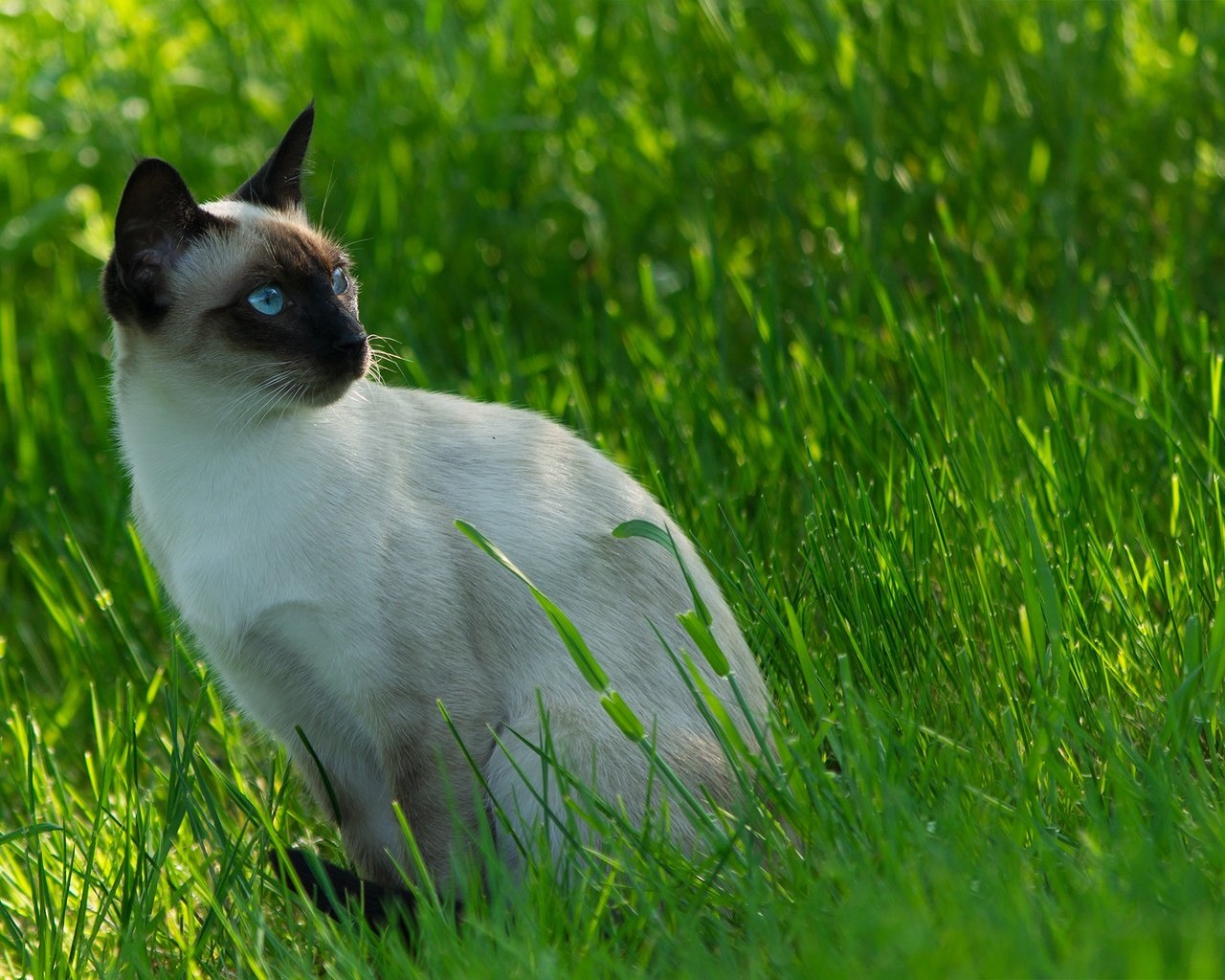 Обои трава, кот, мордочка, усы, кошка, взгляд, сиамский, grass, cat, muzzle, mustache, look, siamese разрешение 2136x1424 Загрузить