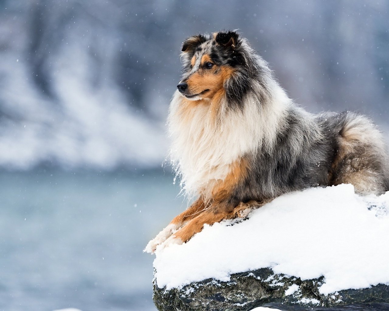 Обои зима, собака, колли, шотландская овчарка, winter, dog, collie, scottish shepherd разрешение 1920x1080 Загрузить