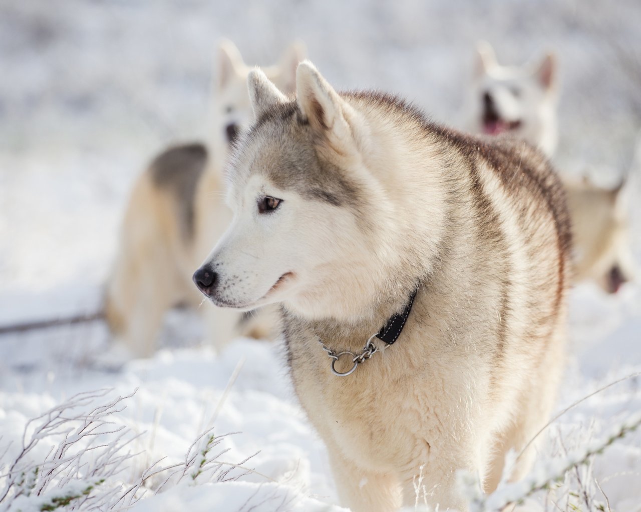 Обои снег, зима, мордочка, взгляд, хаски, собаки, snow, winter, muzzle, look, husky, dogs разрешение 3840x2400 Загрузить