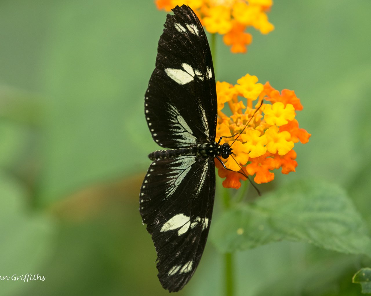 Обои цветы, насекомое, бабочка, крылья, размытость, lynn griffiths, flowers, insect, butterfly, wings, blur разрешение 4881x3258 Загрузить