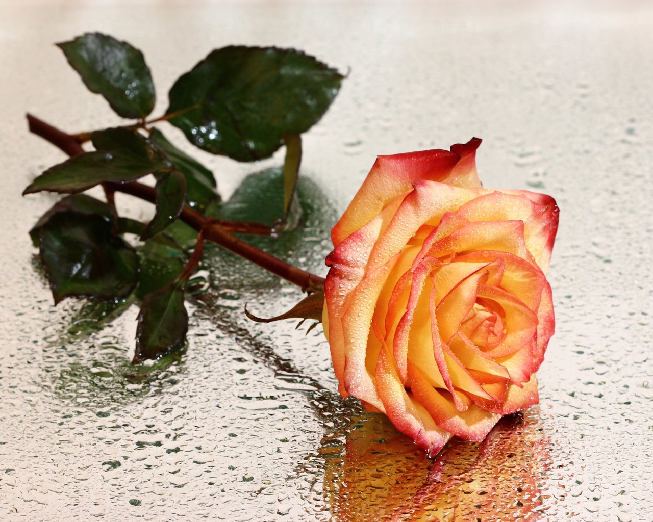 Обои цветы, розы, композиции, натюрморты, flowers, roses, composition разрешение 5184x3456 Загрузить