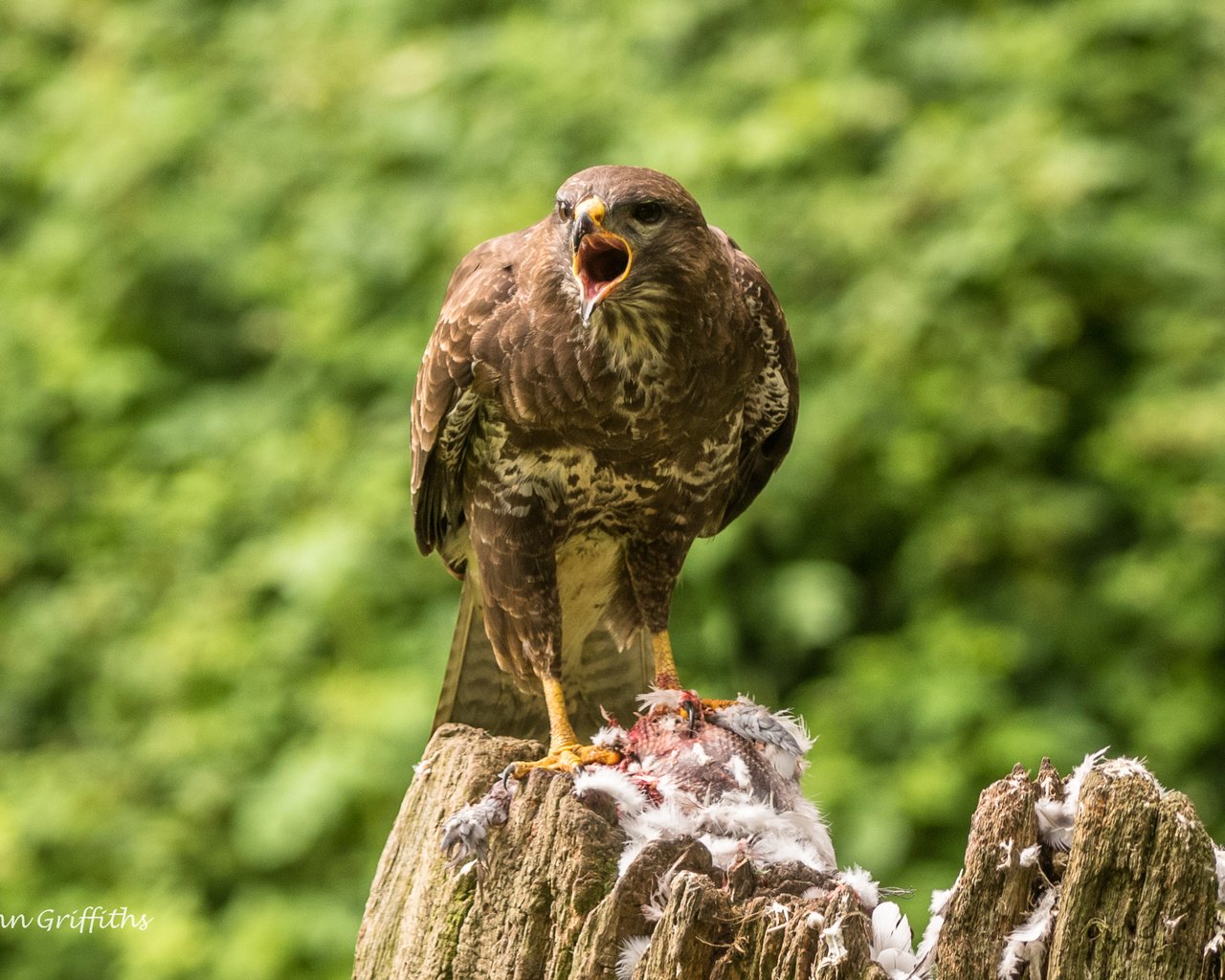 Обои птица, клюв, перья, пень, канюк, lynn griffiths, хищная птица, bird, beak, feathers, stump, buzzard, bird of prey разрешение 2509x1675 Загрузить