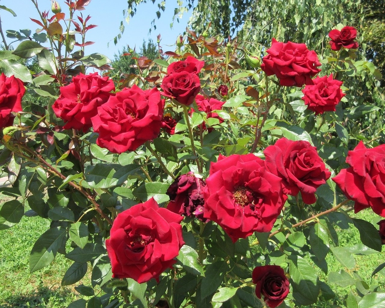 Обои кусты, розы, красные, сад, куст, the bushes, roses, red, garden, bush разрешение 1920x1200 Загрузить