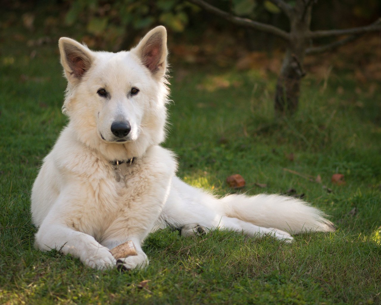 Обои трава, взгляд, собака, овчарка, белая швейцарская овчарка, grass, look, dog, shepherd, the white swiss shepherd dog разрешение 1920x1200 Загрузить