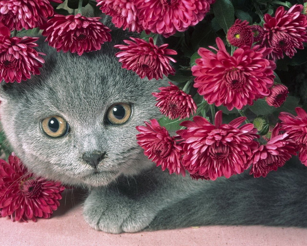 Обои цветы, кот, серый, красивый, сиреневые, пухлый котик, flowers, cat, grey, beautiful, lilac, chubby kitty разрешение 1920x1200 Загрузить