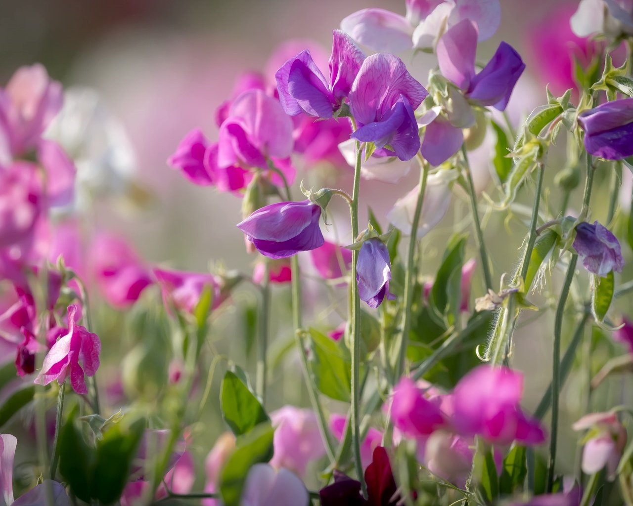 Обои лето, розовый, душистый горошек, summer, pink, sweet peas разрешение 2048x1365 Загрузить