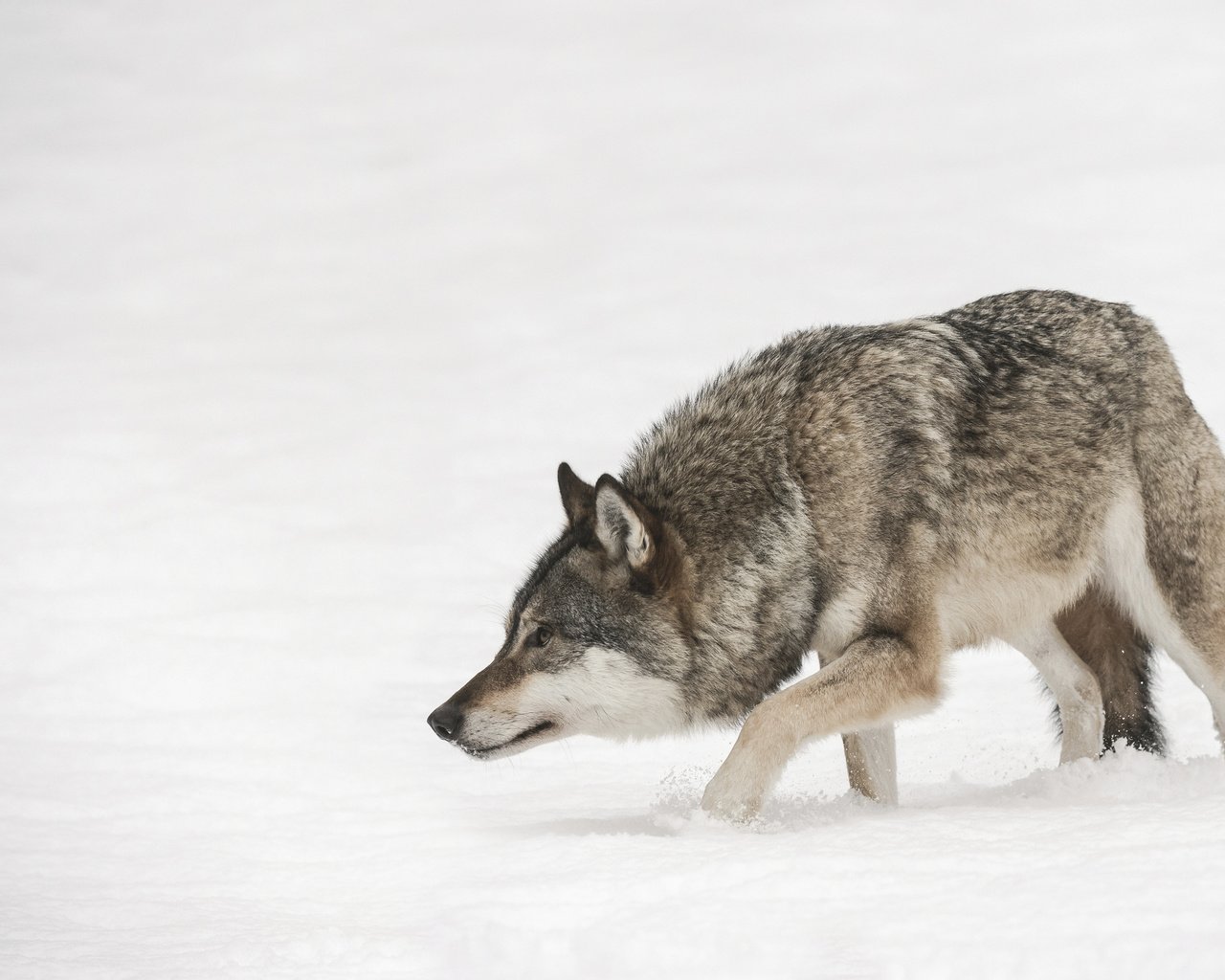 Обои зима, хищник, волк, andy astbury, winter, predator, wolf разрешение 3840x2400 Загрузить