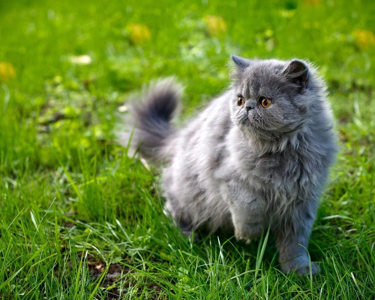 Обои трава, кот, мордочка, усы, кошка, взгляд, персидская, grass, cat, muzzle, mustache, look, persian разрешение 1920x1200 Загрузить