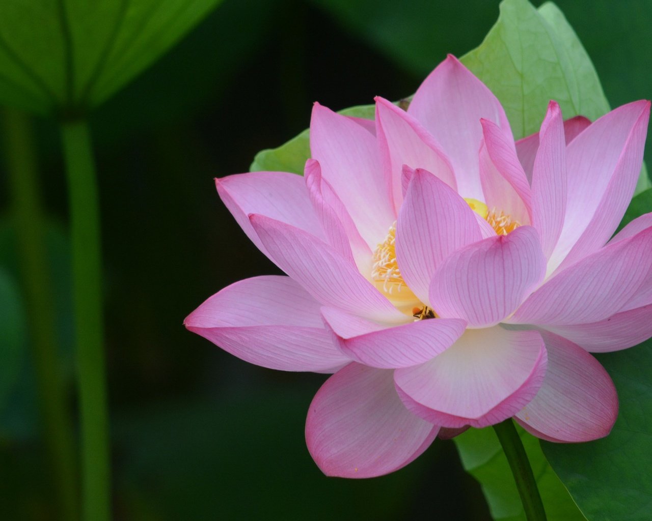 Обои листья, цветок, лепестки, лотос, leaves, flower, petals, lotus разрешение 2560x1600 Загрузить