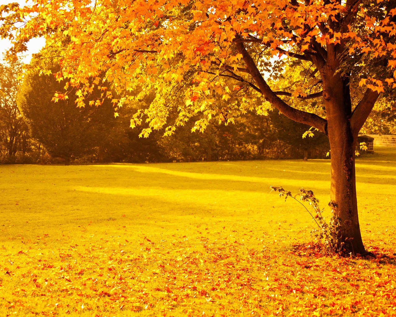Обои деревья, природа, парк, листва, осень, trees, nature, park, foliage, autumn разрешение 1920x1280 Загрузить