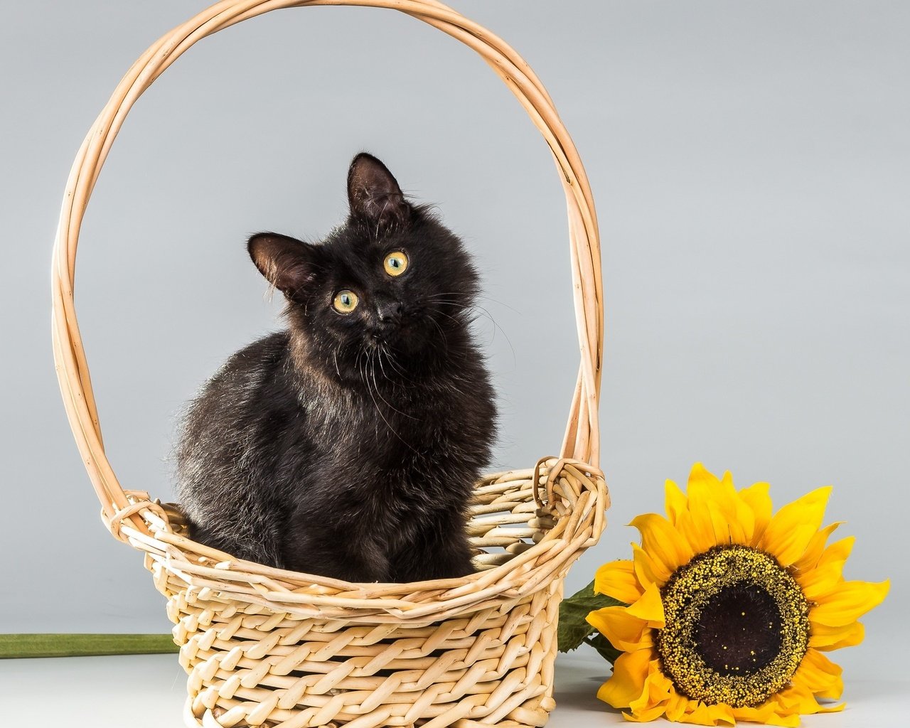 Обои фон, цветок, кот, кошка, подсолнух, корзинка, background, flower, cat, sunflower, basket разрешение 2000x1744 Загрузить