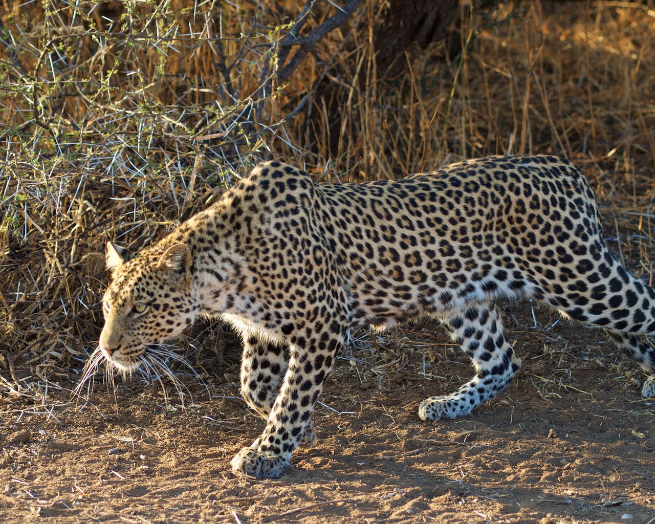 Обои леопард, крадётся, leopard, sneaks разрешение 1920x1080 Загрузить