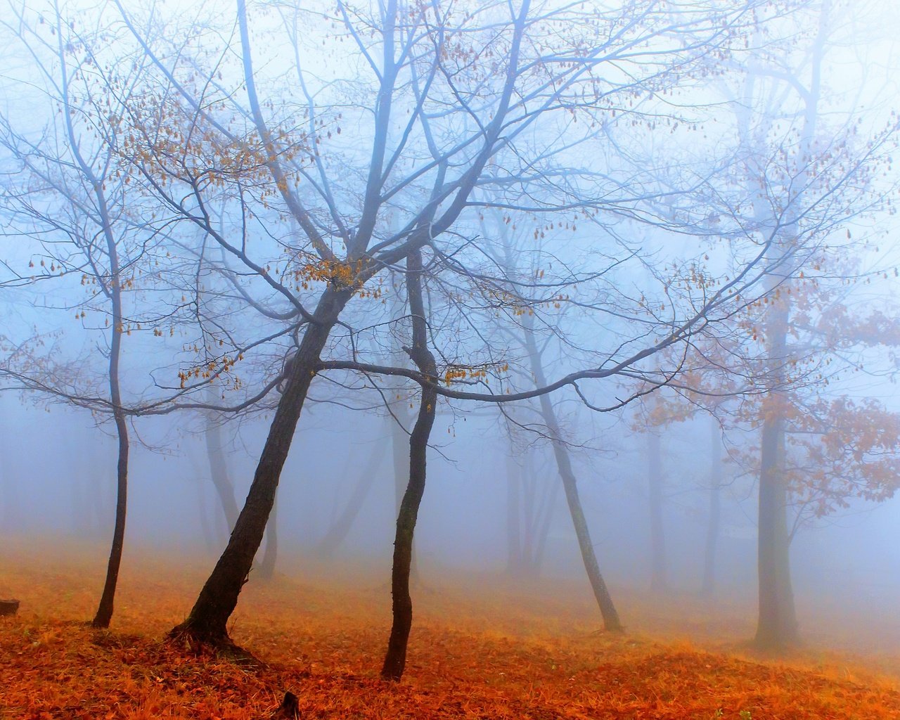 Обои деревья, лес, туман, осень, trees, forest, fog, autumn разрешение 2560x1707 Загрузить