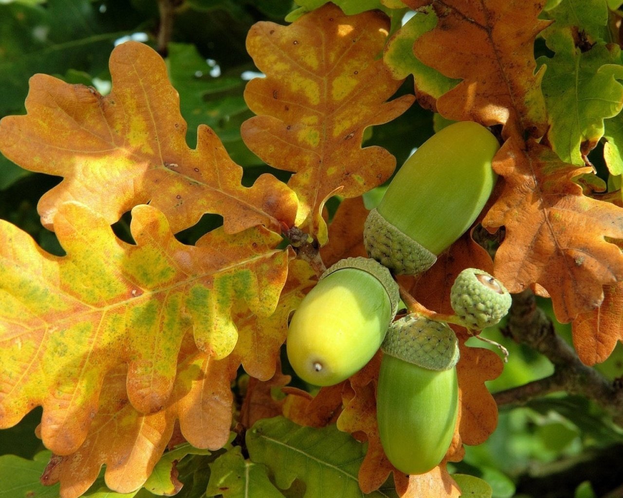 Обои природа, листья, осень, дуб, желудь, дубовый лист, nature, leaves, autumn, oak, acorn разрешение 1920x1200 Загрузить