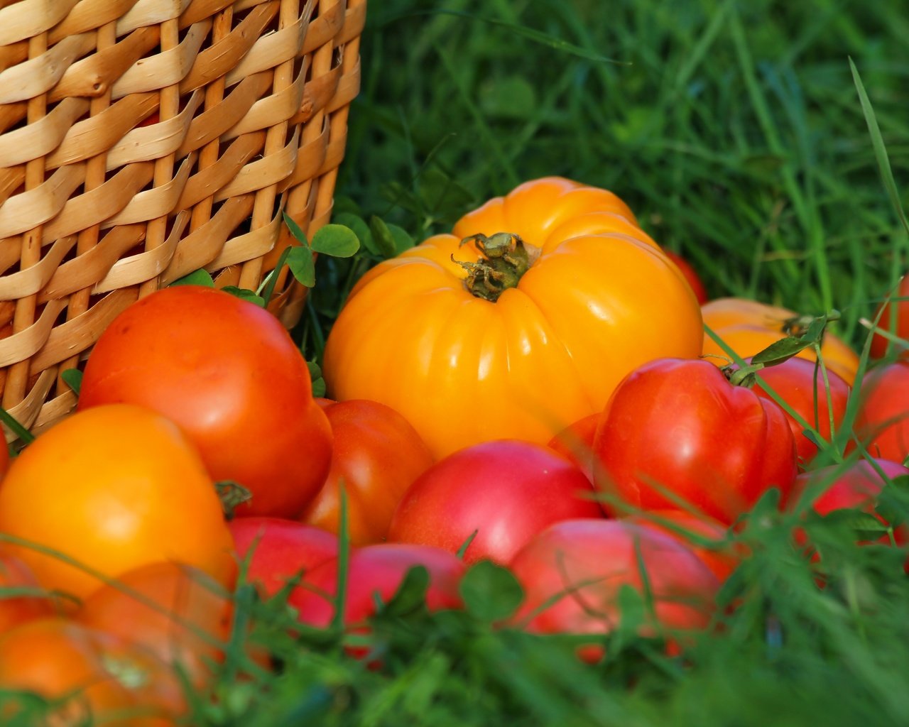 Обои трава, урожай, овощи, помидоры, томаты, grass, harvest, vegetables, tomatoes разрешение 3000x2000 Загрузить