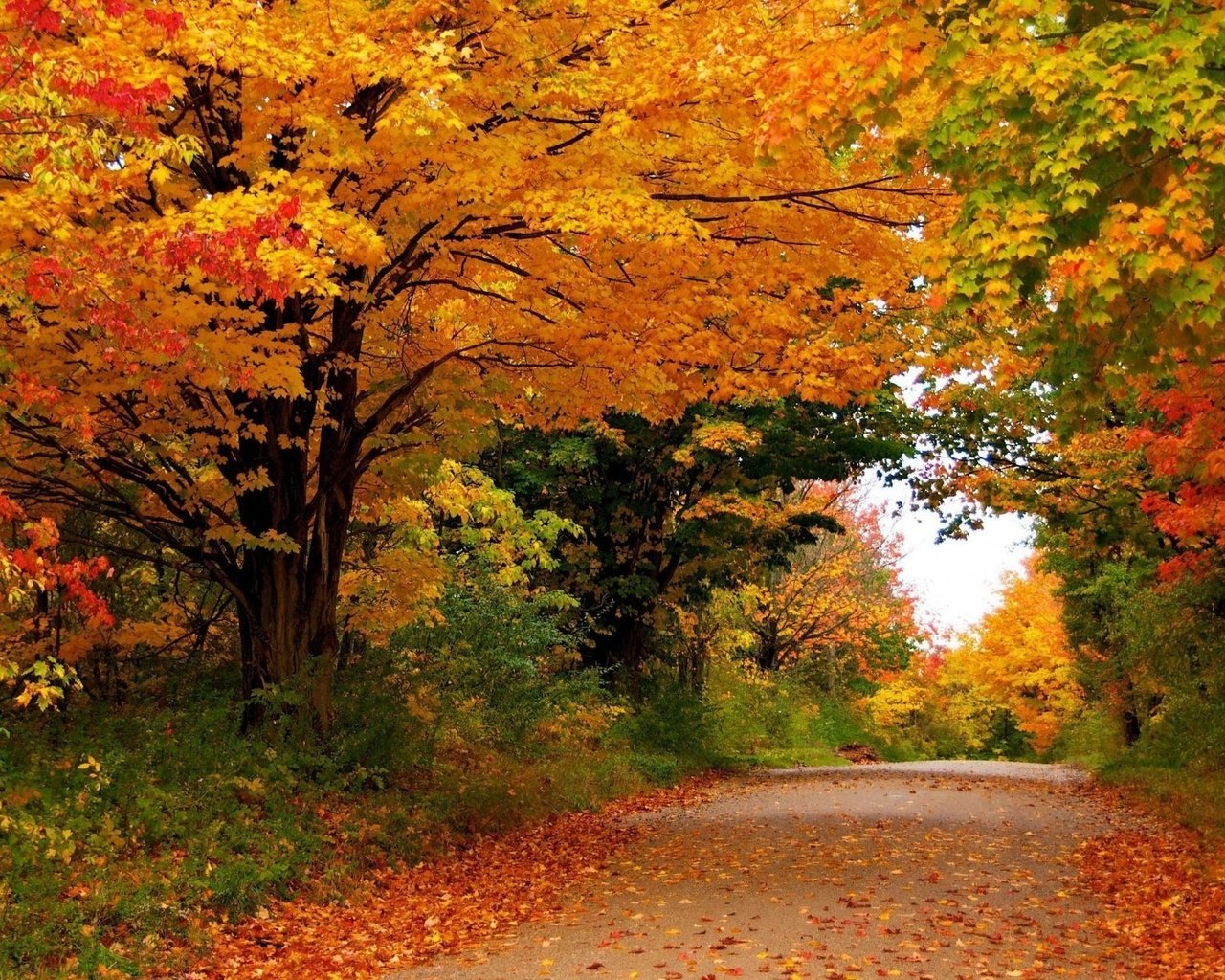 Обои дорога, деревья, лес, листья, осень, road, trees, forest, leaves, autumn разрешение 2048x1152 Загрузить