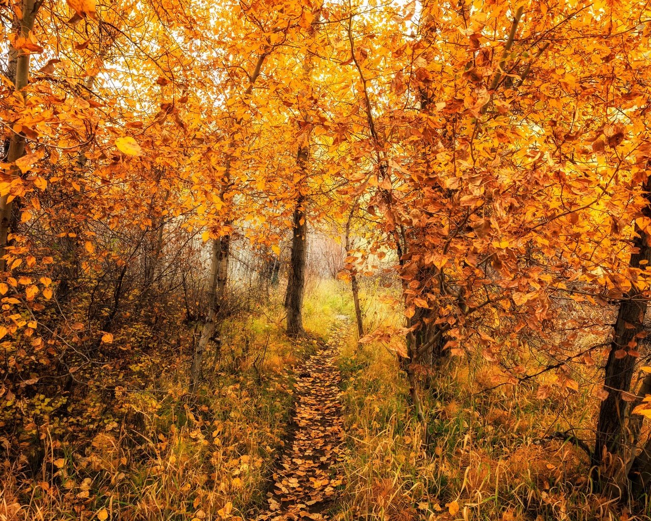 Обои деревья, природа, лес, листья, осень, тропинка, trees, nature, forest, leaves, autumn, path разрешение 2048x1365 Загрузить