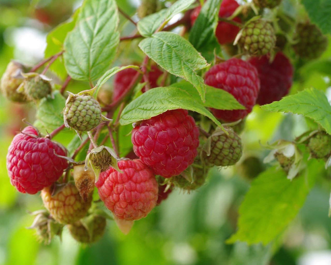 Обои природа, листья, малина, ягоды, урожай, nature, leaves, raspberry, berries, harvest разрешение 2232x1484 Загрузить