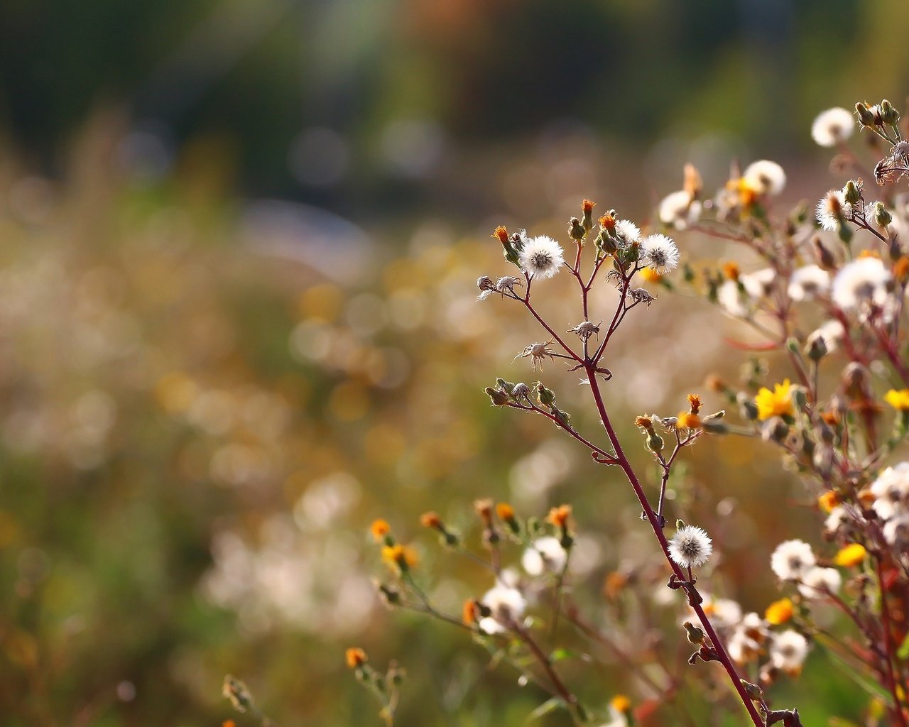 Обои трава, фон, осень, стебли, пух, полевые цветы, цветочки, grass, background, autumn, stems, fluff, wildflowers, flowers разрешение 1920x1280 Загрузить