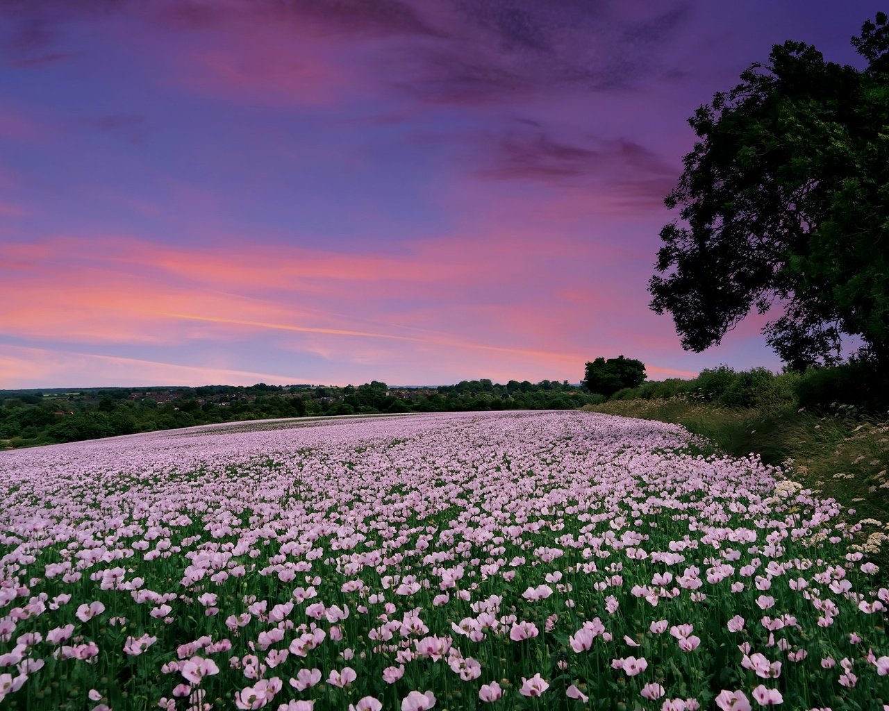 Обои цветы, закат, поле, маки, англия, гэмпшир, flowers, sunset, field, maki, england, hampshire разрешение 2048x1298 Загрузить