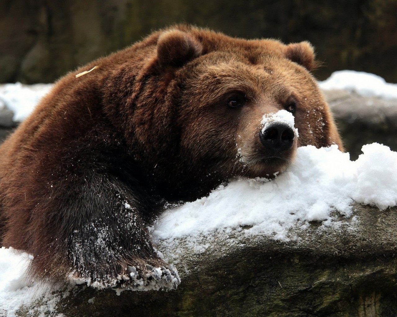 Обои снег, камни, зима, медведь, гризли, snow, stones, winter, bear, grizzly разрешение 1920x1200 Загрузить
