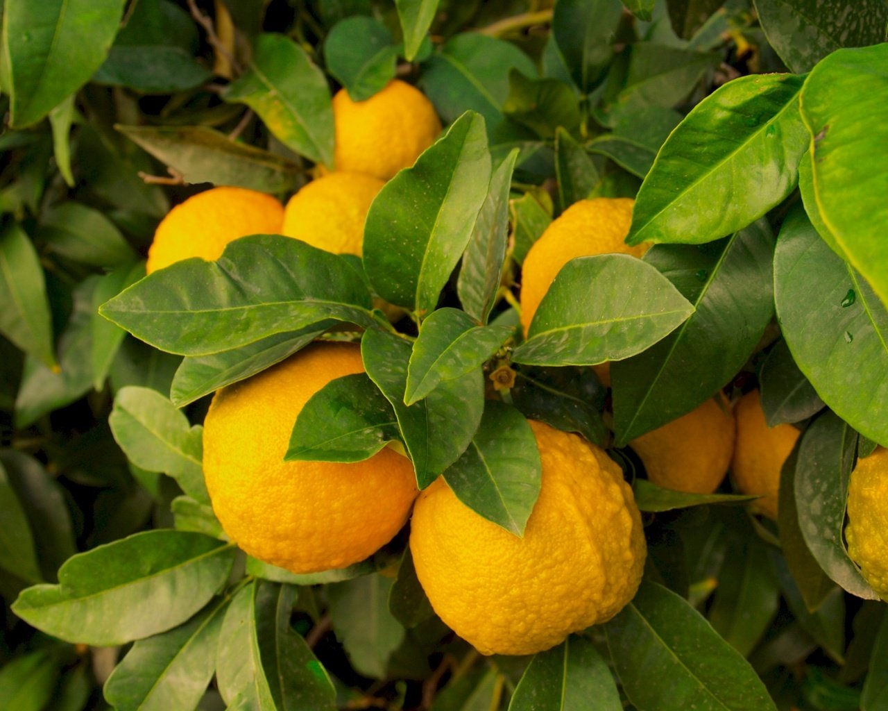 Обои природа, листья, фрукты, лимон, плоды, лимоны, цитрусы, nature, leaves, fruit, lemon, lemons, citrus разрешение 1920x1440 Загрузить