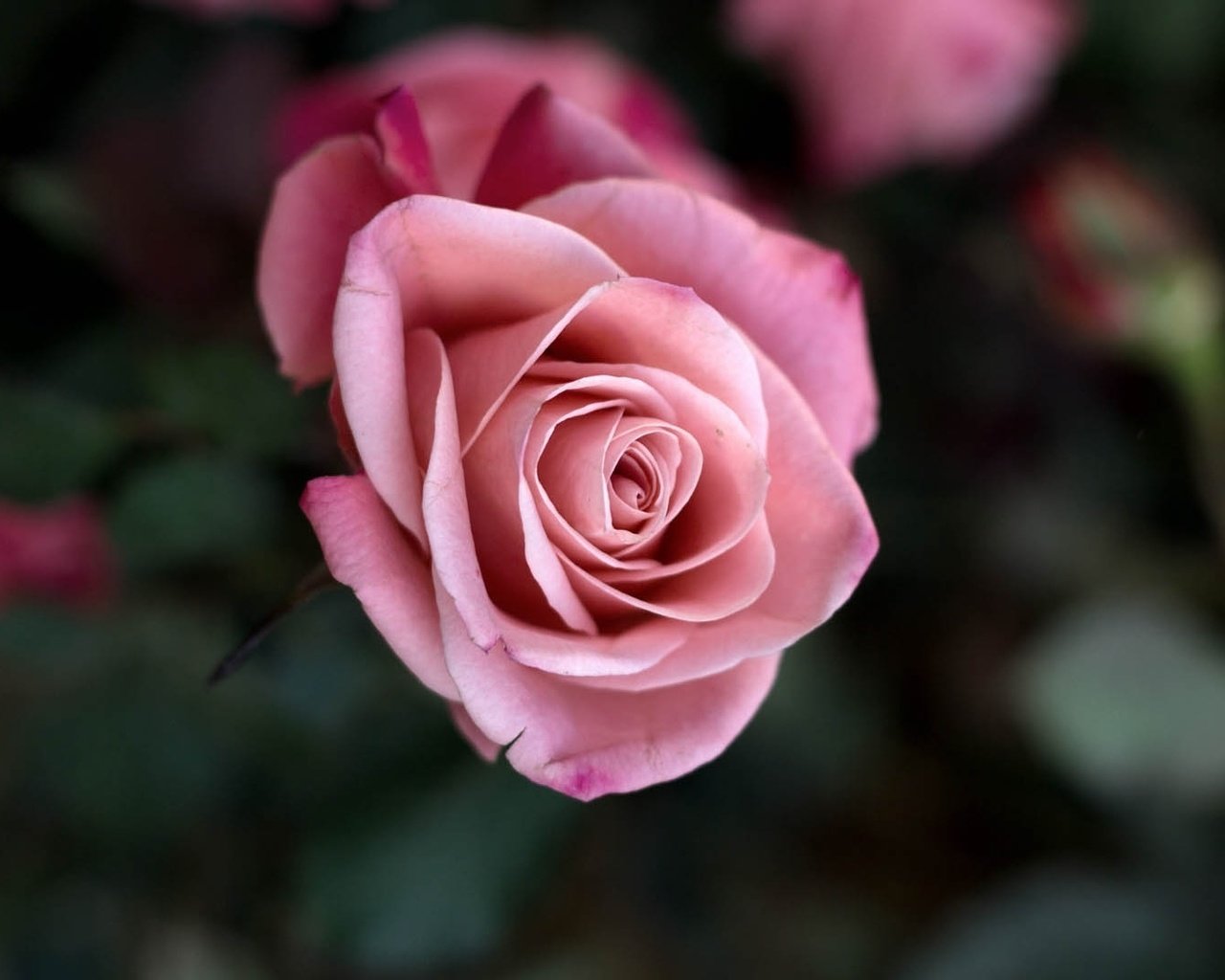 Обои макро, цветок, роза, лепестки, бутон, розовый, macro, flower, rose, petals, bud, pink разрешение 1920x1080 Загрузить