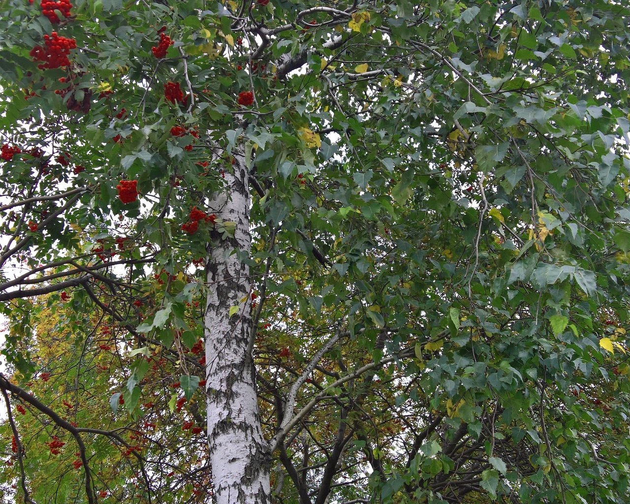 Обои настроение, парк, осень, лист, ягоды, береза, рябина, mood, park, autumn, sheet, berries, birch, rowan разрешение 2869x4731 Загрузить