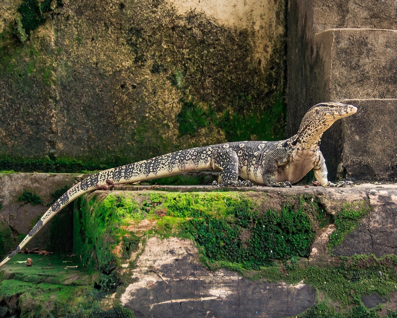 Обои животные, newt, дракон, ящерица, геккон, фауна, пресмыкающиеся, рептилии, ящер, животно е, тритон, triton, animals, dragon, lizard, gecko, fauna, reptiles разрешение 1920x1158 Загрузить